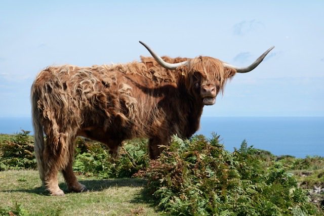 The Highland cattle part of the island’s conservation programme have become a favourite with visitors. They’re suited to tolerating the blustery Lundy winters with their thick insulting coats #Lundy #highlandcattle #farming #Bristolchannel