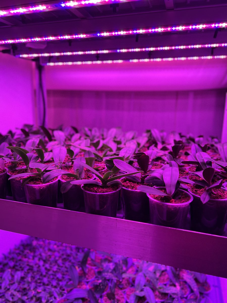 CJ Orchids tweet media