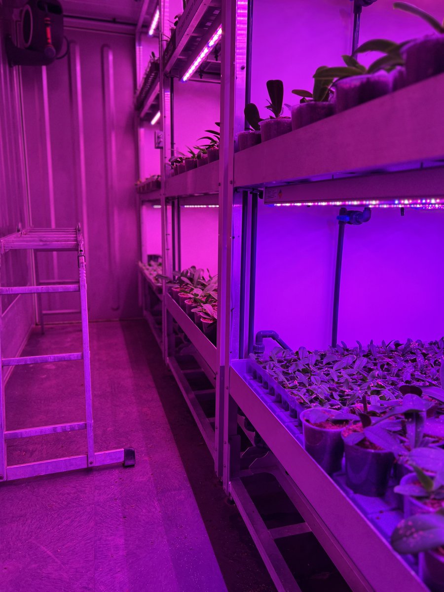 CJ Orchids tweet media