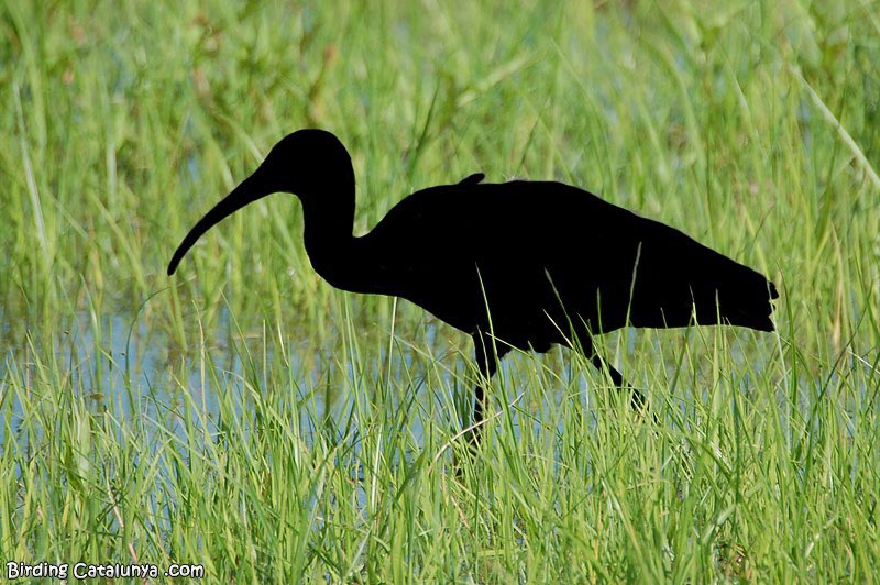 El Herrerillo tweet media