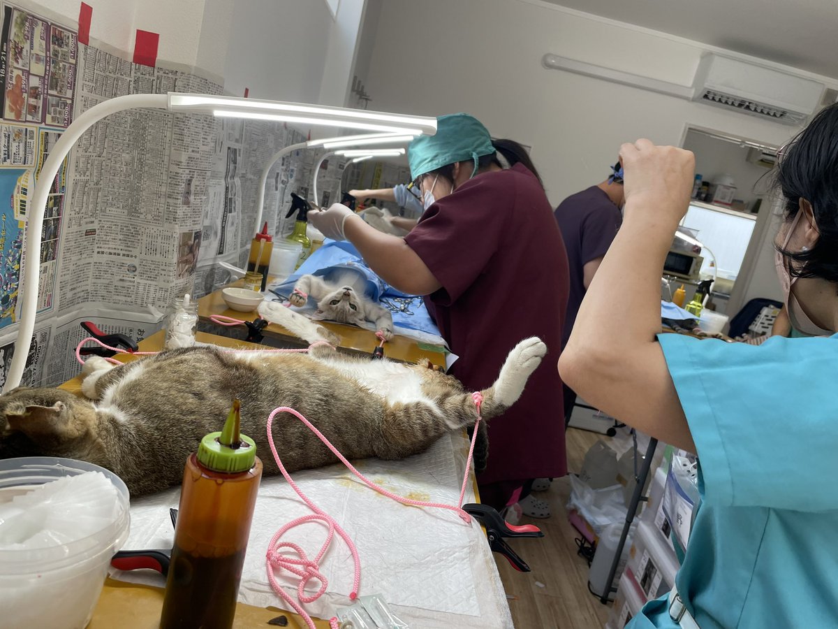 NPO法人動物愛護団体LYSTA/里親募集型保護猫ふれあいサロンOhana tweet media