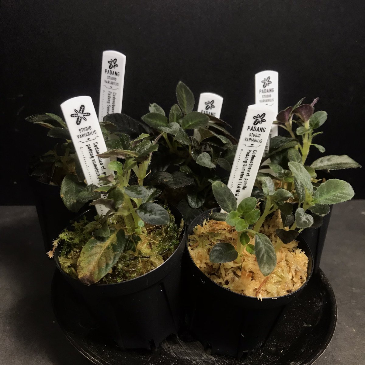 PALUDAMAN's tweet photo. スタバリブースの推し草 その11
Codonoboea cf.pumila Padang Sumatera ［LA1016-01]
コドノボエア cf.プミラ

イワタバコの仲間。小型でピンクの毛が生える。パルダリウムで群生させてもらいたい。

#パルコレ #PALUCOLLE https://t.co/dZMtSArDh1