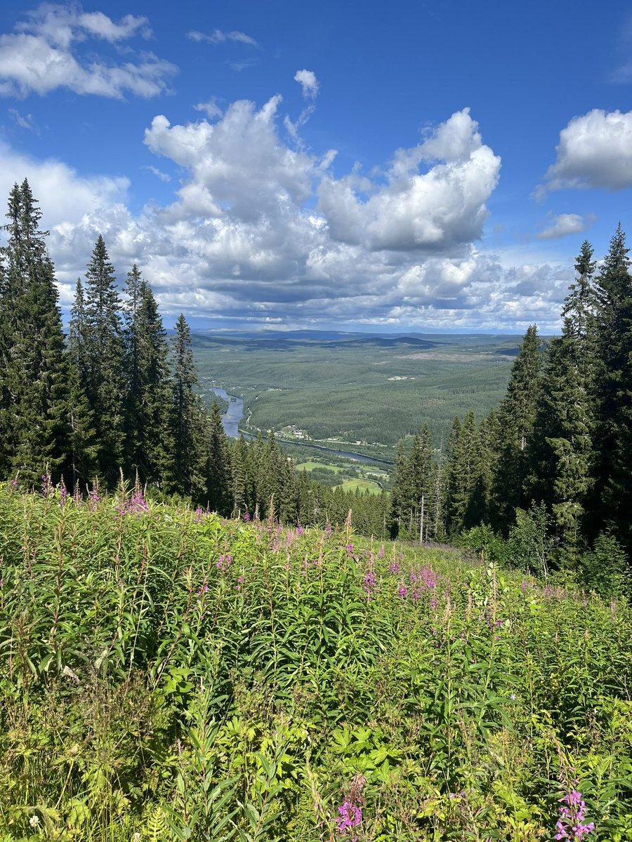 Niclas Sjögren Berg tweet media