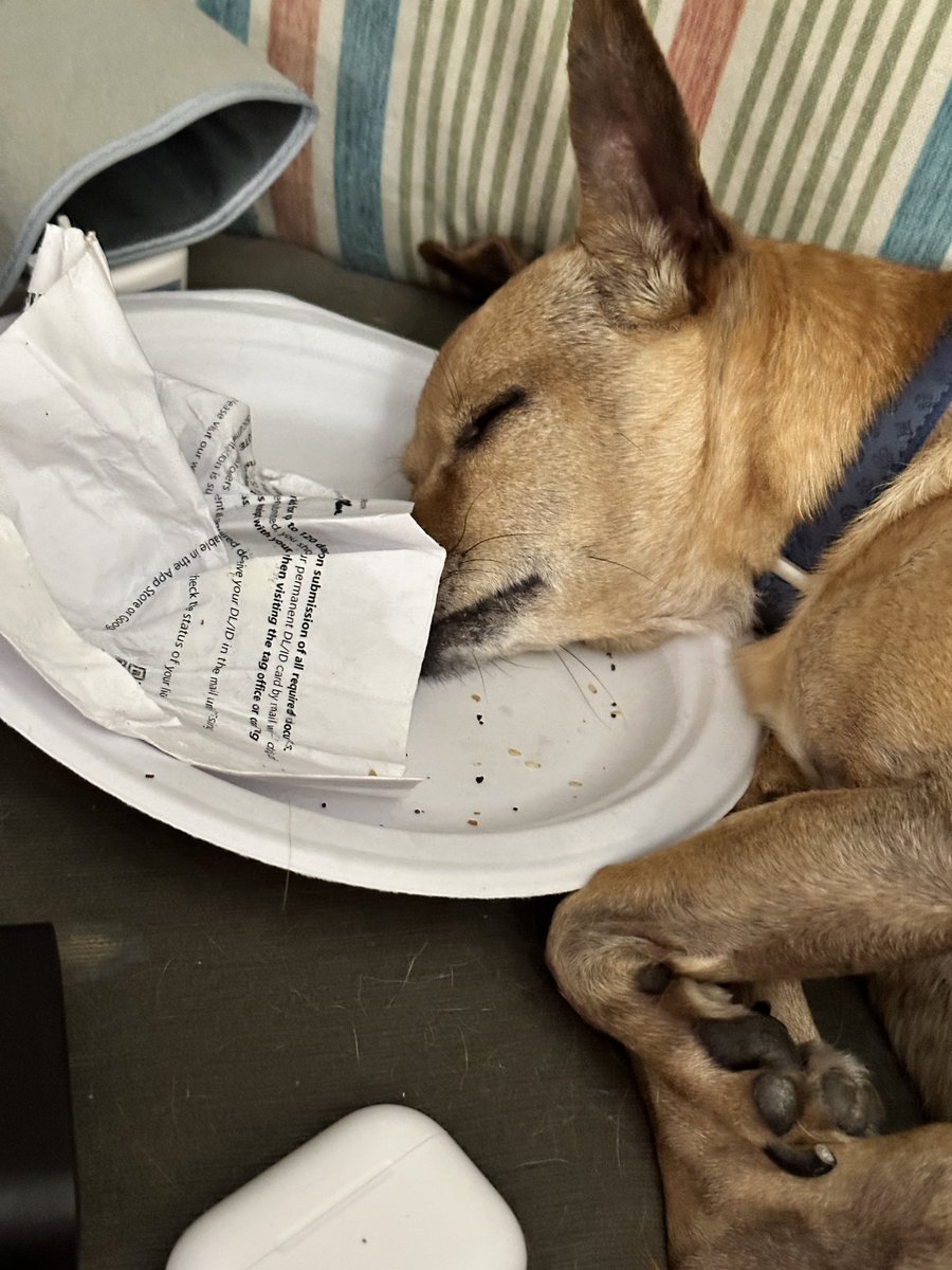 bitfiddler's tweet image. It seems that special sleep anywhere! Just back from our walk at 4:45 AM. We didn&apos;t walk that far…