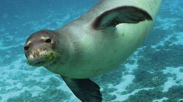 siciliammare's tweet photo. Foca monaca nel Mediterraneo: il vademecum per naviganti e bagnanti https://t.co/G2axyJzK26 https://t.co/Xjv2QUYZHq