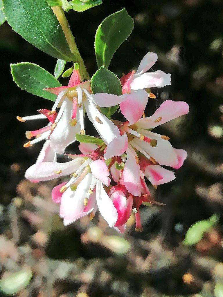 JulieTurner64's tweet photo. Good morning, happy Friday. My Escallonia is having a second flourish? 
#FlowersOnFriday https://t.co/slEGWjBuAd