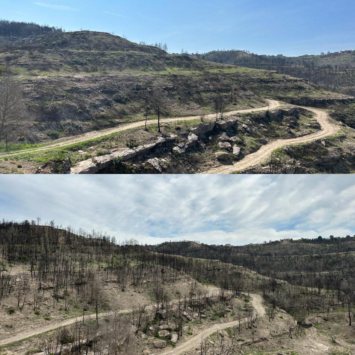 Fa goig de veure com la #restauració forestal té efectes regeneradors en l'entorn🌳 a #pontdevilomara després de l'#incendi 🔥 de fa un any i que està fent l'Associació Valls del Montcau, gràcies al finançament de <a href="/diba/">Diputació de Barcelona</a> #incendisforestals #sequera #apforestal #vallsdelmontcau