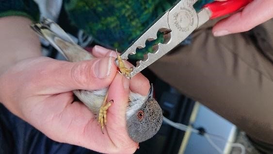 AgroEcoDiv tweet media