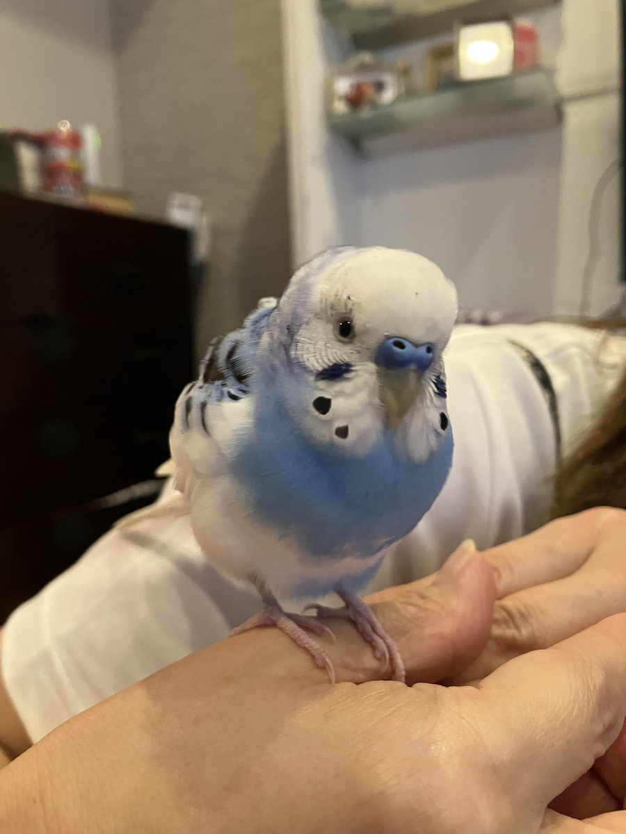 セキセイインコを保護しました。 日時 2023/7/28 17時半過ぎ 保護した