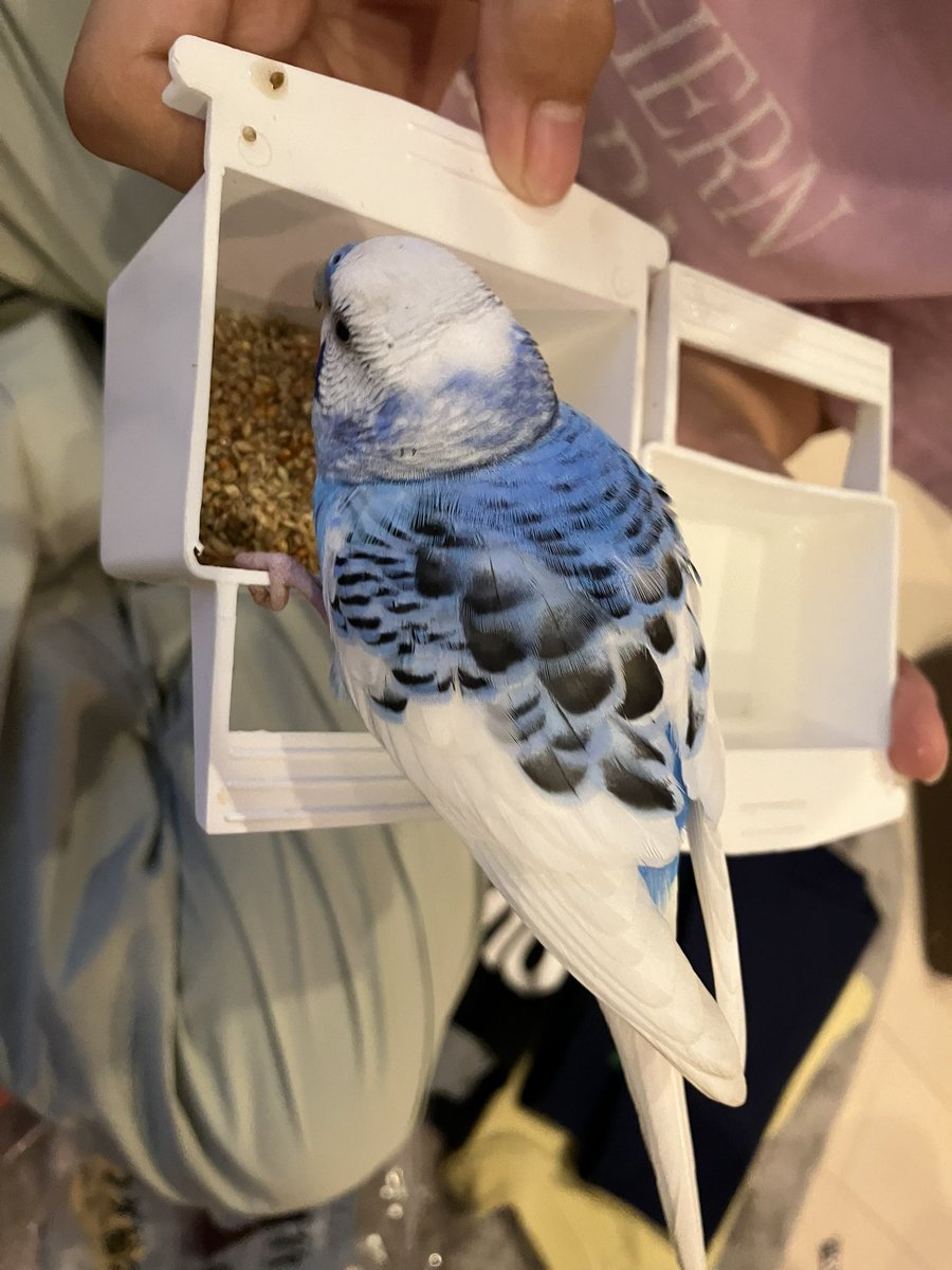 セキセイインコを保護しました。 日時 2023/7/28 17時半過ぎ 保護した