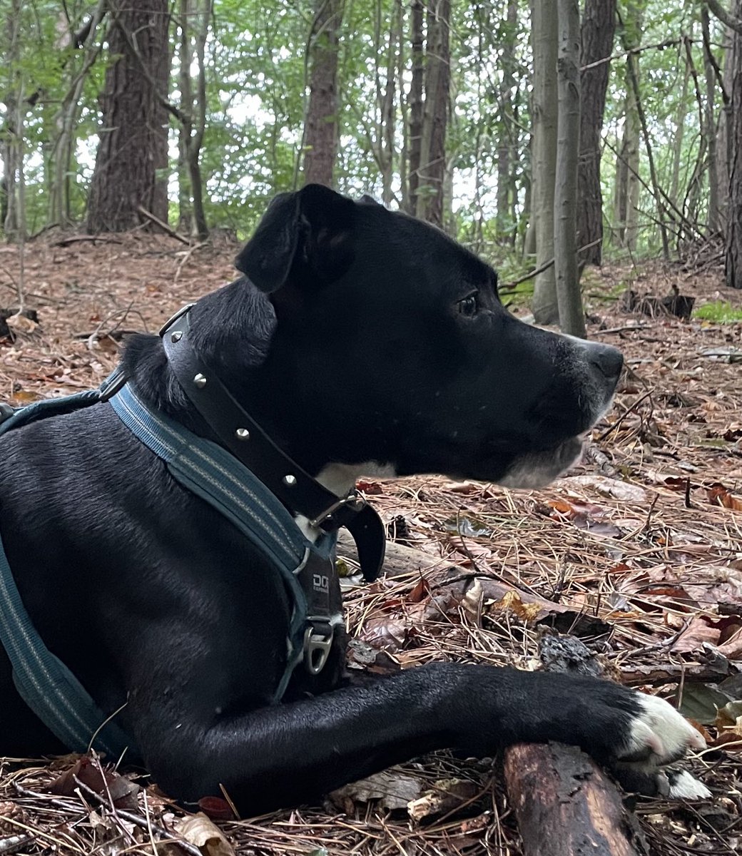 Knapperd 🥰

#knapperd #Bolt #stafford #lovemystaffy #staffylove