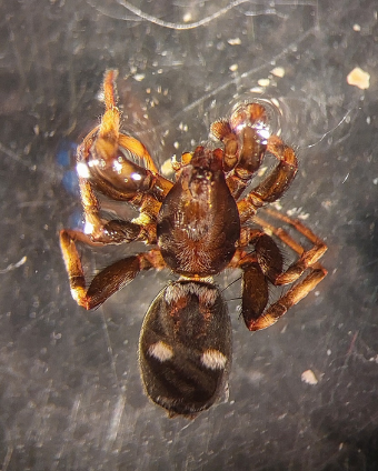 AgroEcoDiv tweet media