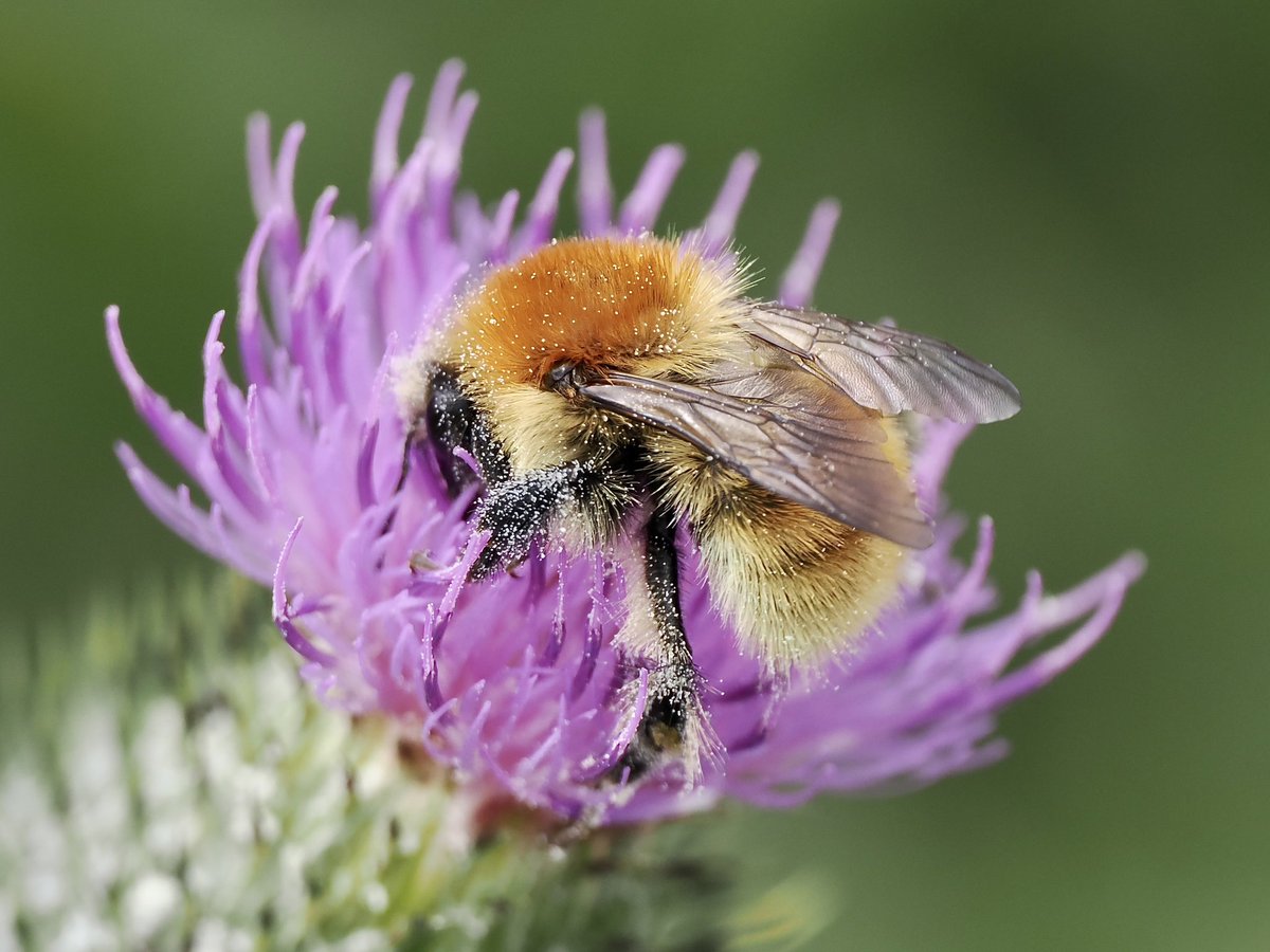 mogobriain's tweet photo. #SpearThistle appears to be a very important plant for pollinators in the past few weeks on the machair at the Valley/Sandybanks #AchillIsland - attracting #GreatYellowBumblebee #LargeCarder #LargeRedTailedBumblebee & #HummingbirdHawkMoth https://t.co/8hyeAMMjDI
