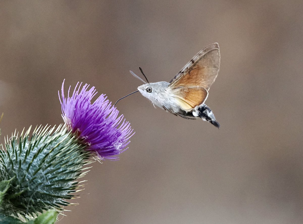 mogobriain's tweet photo. #SpearThistle appears to be a very important plant for pollinators in the past few weeks on the machair at the Valley/Sandybanks #AchillIsland - attracting #GreatYellowBumblebee #LargeCarder #LargeRedTailedBumblebee & #HummingbirdHawkMoth https://t.co/8hyeAMMjDI