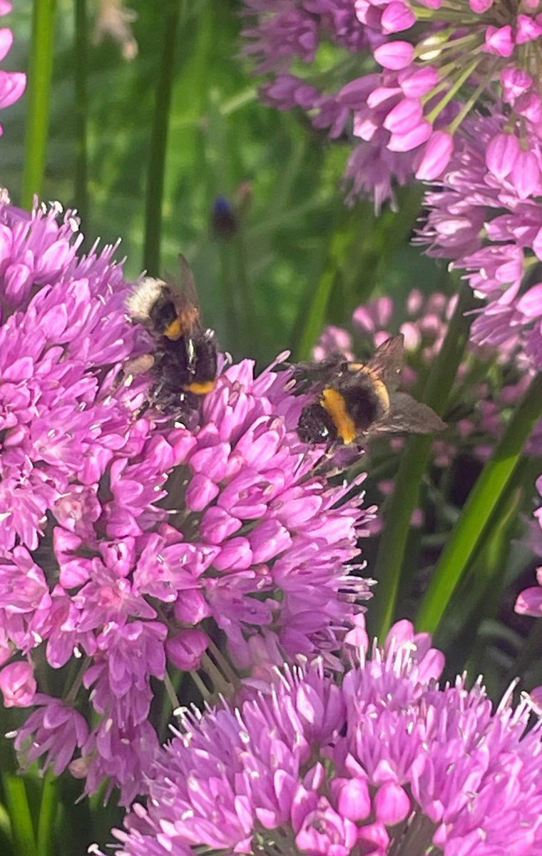 Bees appreciating my World Hepatitis Day blooms