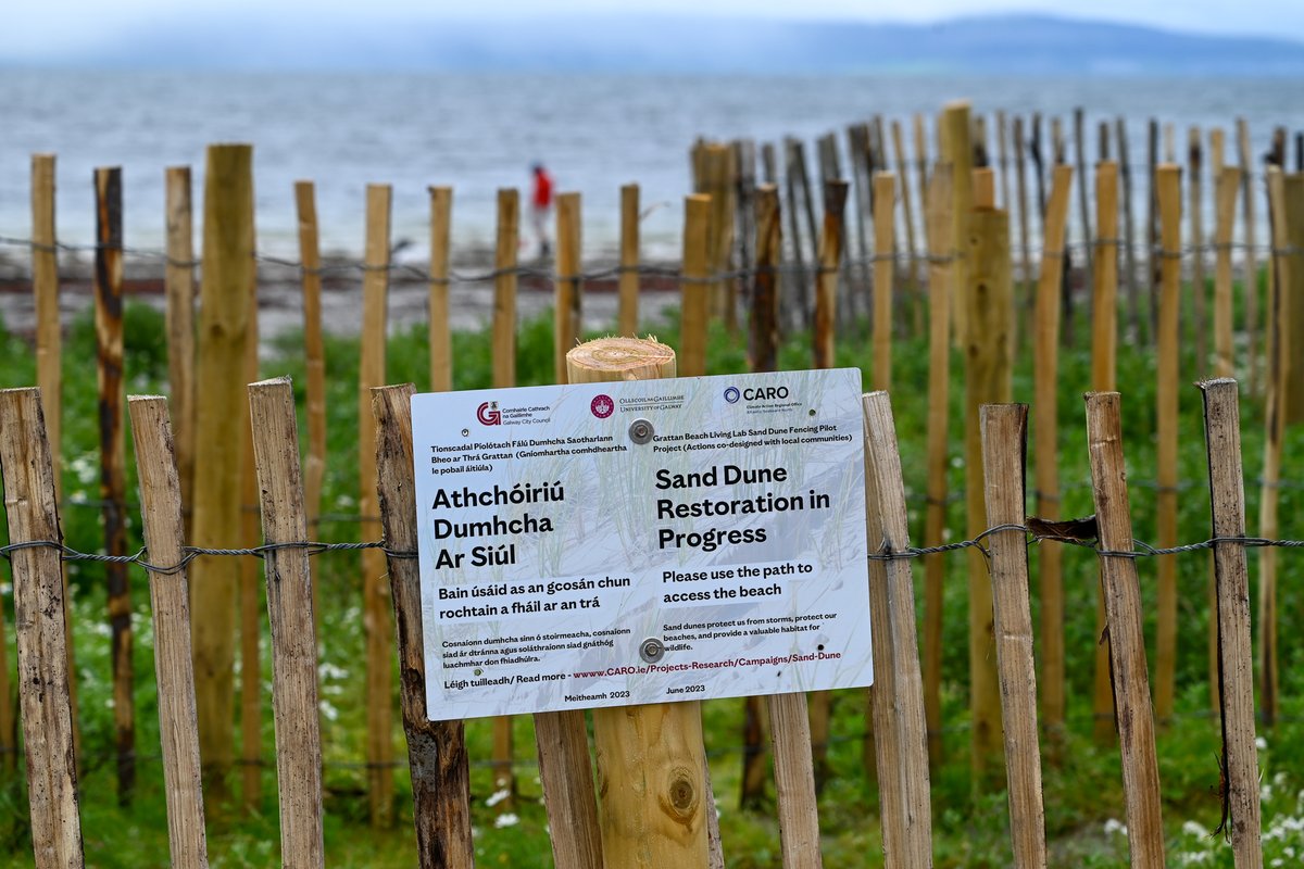 MOConnell07's tweet photo. #Galway #Salthill has sand dunes on its doorstep at Grattan Beach. A fine amenity but blowing sand inconvenient for nearby houses. Changes brought about in a month by fencing have to be seen to be believed. A wild-life garden has appeared out of noplace @ILikeDunes @sandlarks https://t.co/y6KXPBdxTr