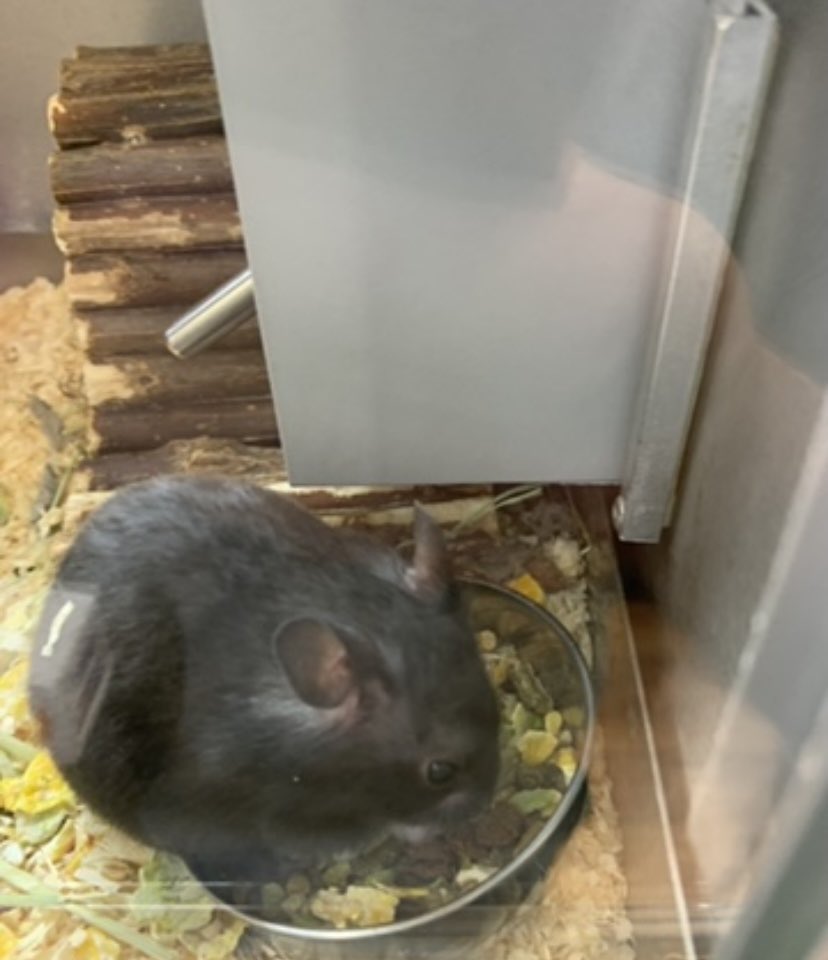 Chris Hampshire tweet media