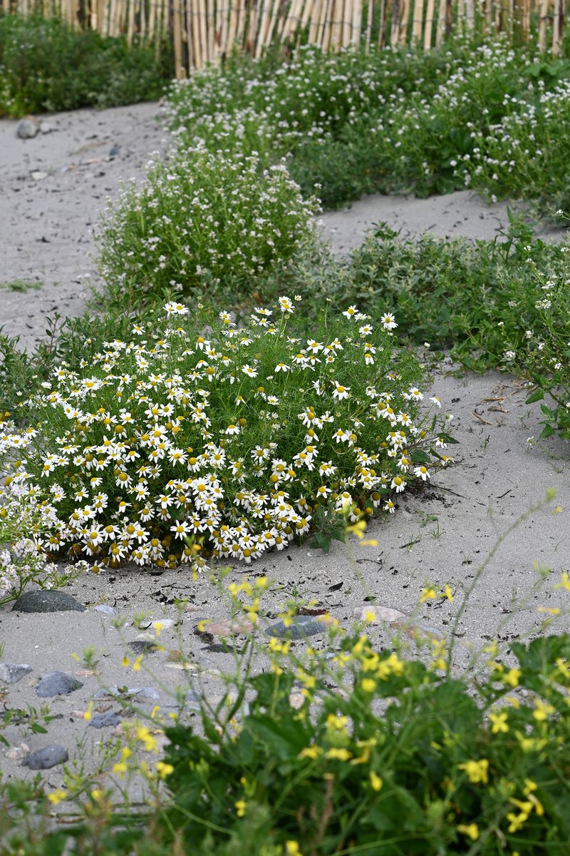 MOConnell07's tweet photo. #Galway #Salthill has sand dunes on its doorstep at Grattan Beach. A fine amenity but blowing sand inconvenient for nearby houses. Changes brought about in a month by fencing have to be seen to be believed. A wild-life garden has appeared out of noplace @ILikeDunes @sandlarks https://t.co/y6KXPBdxTr