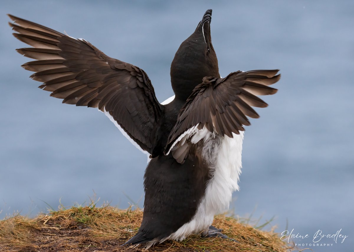 Wing stretch...  Razorbill at The Treshnish Isles. 
#TwitterNatureCommunity