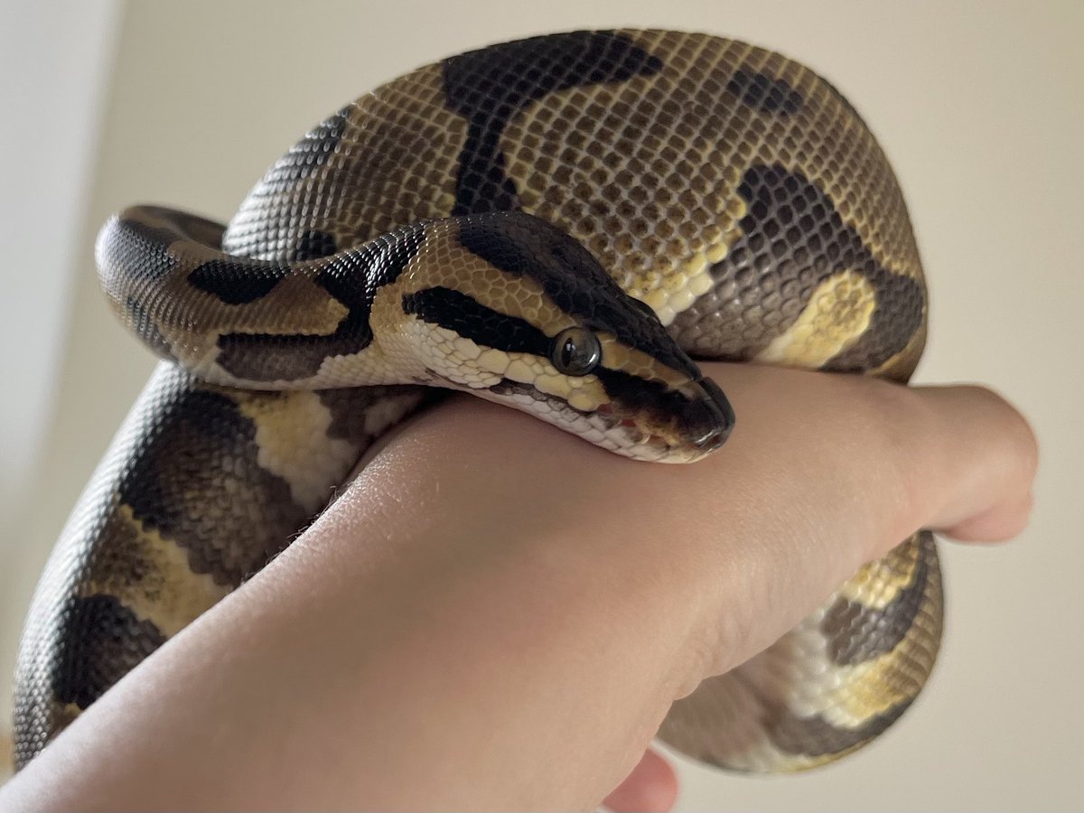 suya2_une's tweet photo. 【固定用】
我が家のｷｬﾜﾁｲへび様たちです🐍💛🖤🤎🧡

(代替テキストを開くとお名前とかモルフとかが見れます) https://t.co/06NOkHd9Ja