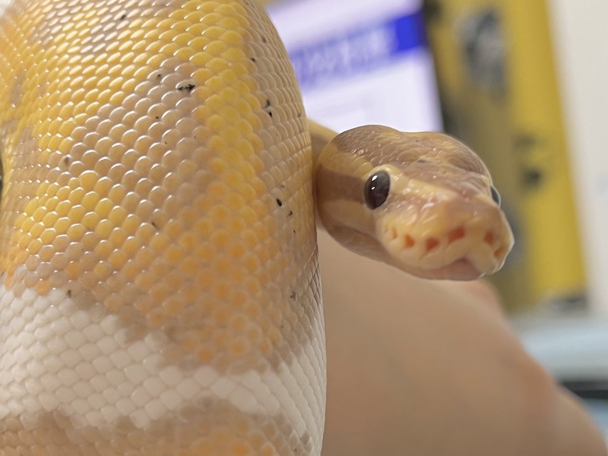 suya2_une's tweet photo. 【固定用】
我が家のｷｬﾜﾁｲへび様たちです🐍💛🖤🤎🧡

(代替テキストを開くとお名前とかモルフとかが見れます) https://t.co/06NOkHd9Ja