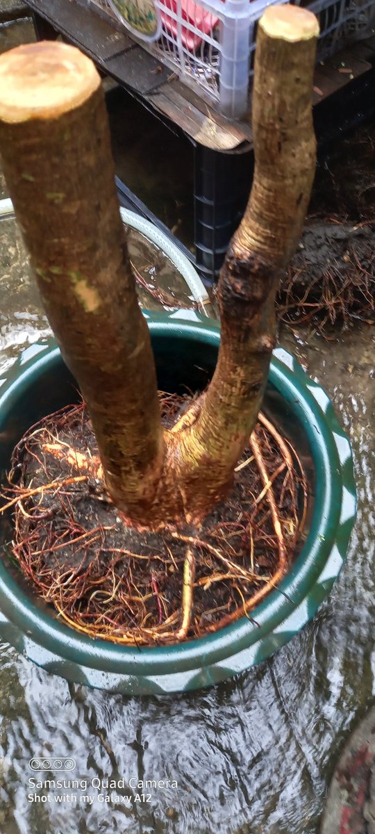 YarAgga's tweet photo. I make bonsai three. https://t.co/WJS9EYxqBs