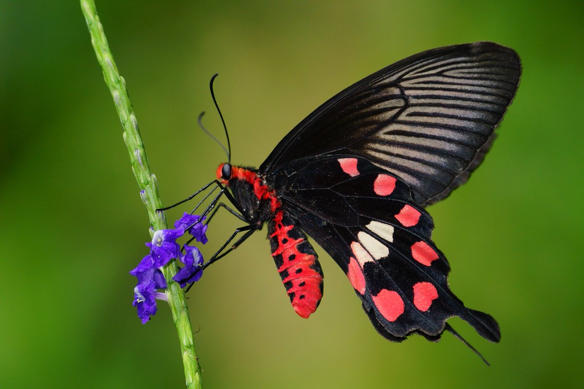 Butterflies are good indicators of the health of our environment. When they're in decline, we know there's a problem. We work across the world to protect threatened swallowtail and birdwing butterflies, their habitats, and the health of our planet.
#WorldNatureConservationDay2023