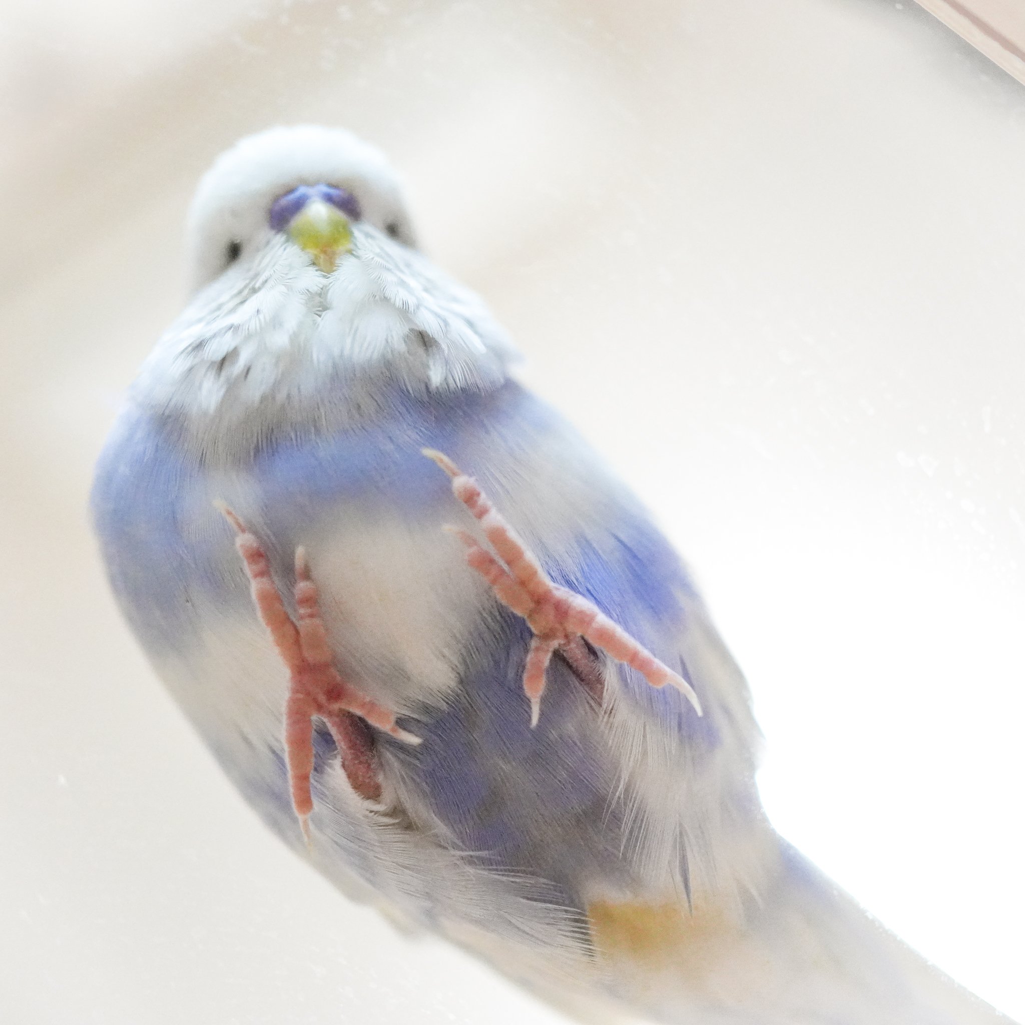 【真緒ページ】「カラフルインコさん」 「サッカーしようよ」 maxresdefault.jpg