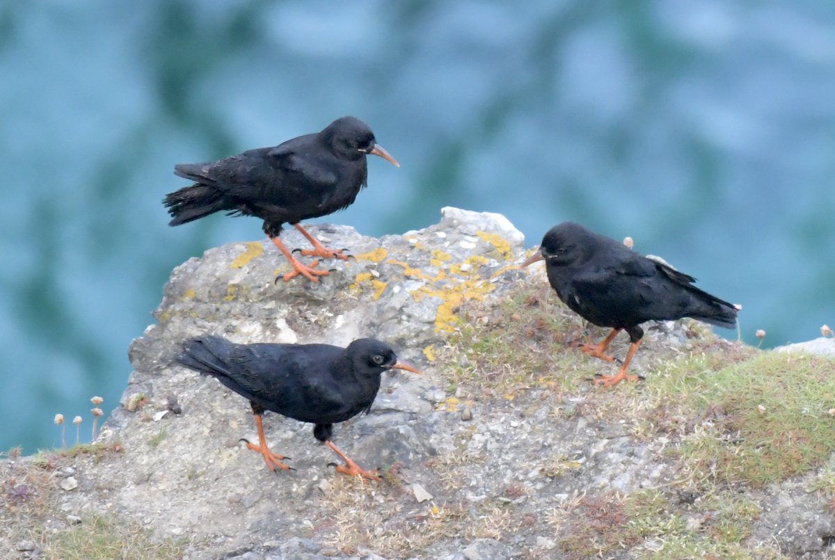 A bit more info for you all on the 2023 figures: a total of 55 Chough pairs were found across Cornwall with 39 successfully raising a total of 112 young. In 2022, it was 25 successful pairs with 71 young so quite a jump. Well done to Cornish Choughs - proper job!