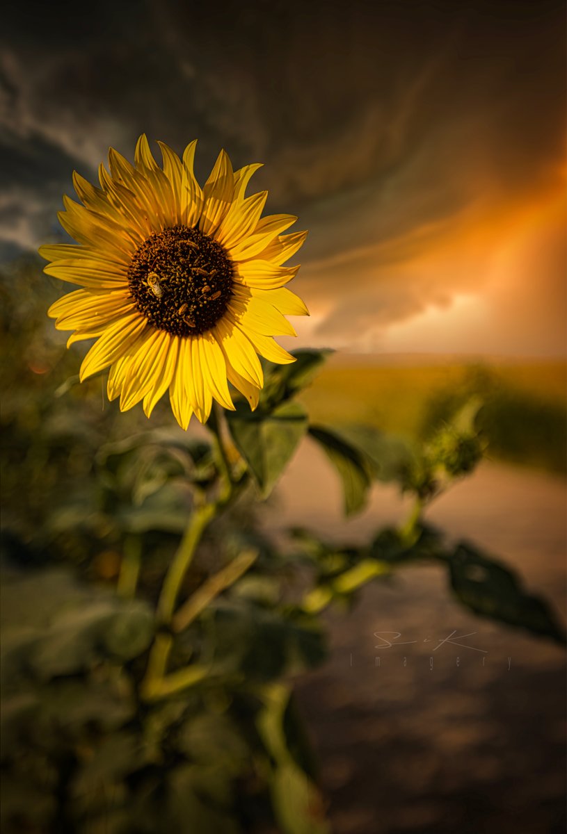 SiKImagery's tweet image. Happy #FridayFreeforAll my friends! Share whatever you’d like!
I’m once again going with the #FlowersonFriday theme. A beautiful #Sunflower in #Kansas, when Ninja and I had our last big road trip.