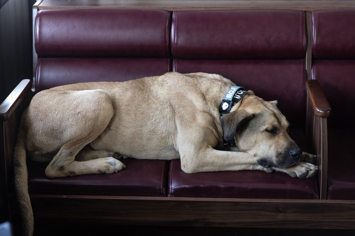 Dear Boji Token investors,

Boji Token along with its liquidity and investors will be transferred to a new token and team. The sole purpose of this transition is to protect and benefit all our valued investors.

The transition process will be entirely organized and executed by