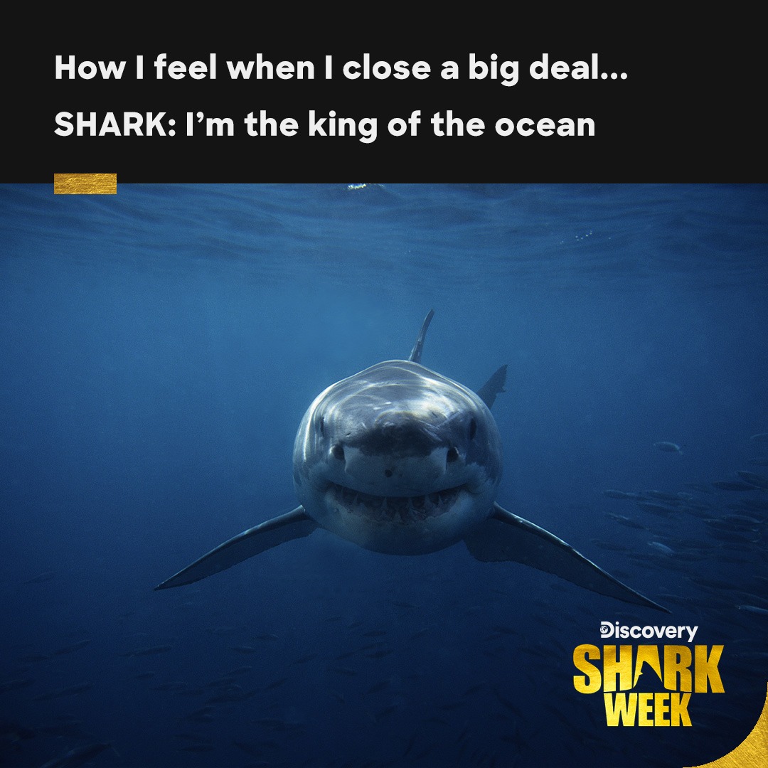 DiscoveryMENA's tweet image. Nailing a big deal indeed feels like conquering the deep blue. Here&apos;s to feeling like the king of the ocean! 🦈👑 Remember, Shark Week had already started on Discovery Channel No.50 on OSN from July 24th. Stay tuned for the remaining ocean adventures! #SuccessVibes #SharkWeek2023