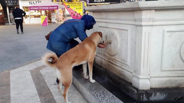 Bir kadın köpeğe yemek ve su veriyordu. Gülümseyerek Köpekleri seviyorsunuz, ne kadar güzel dedim. Hayır dedi hiç sevmem Afalladım kaldım. ++