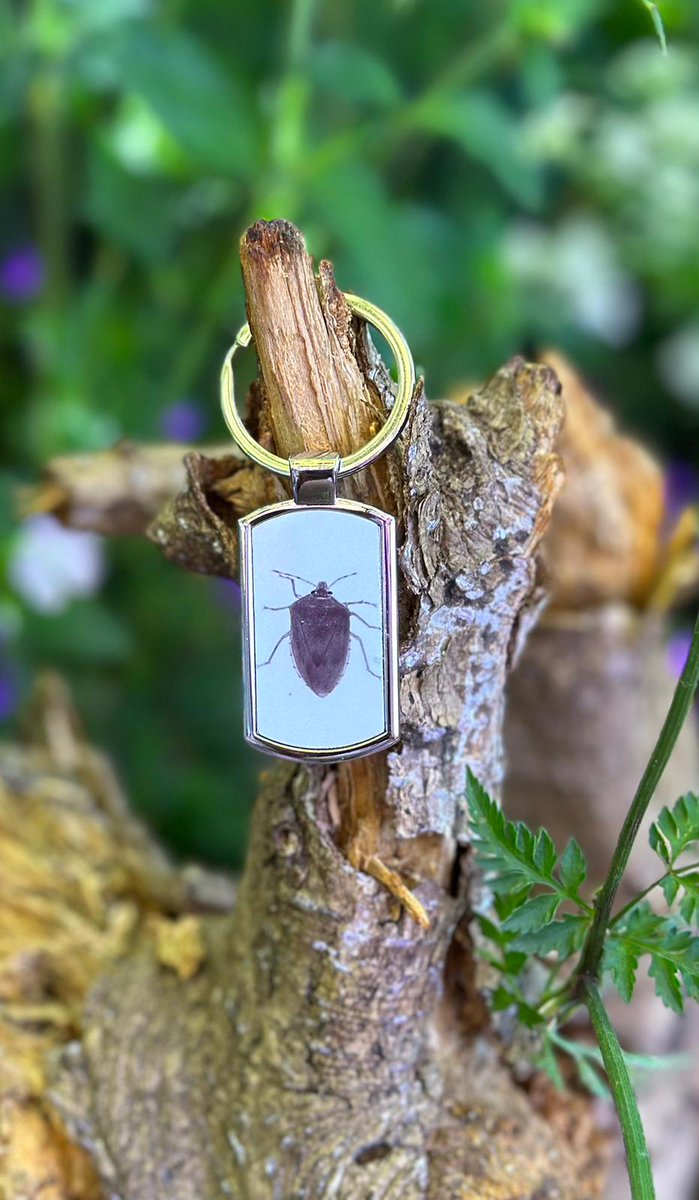 RoyEntSoc's tweet photo. #LoveInsects? Shop our #merchandise &amp; #clothing &amp; help enrich the world with #InsectScience 🦋 

Show off your inner #entomologist &amp; make a difference for #insects 🐞

Visit our website for a wide range of items: 

https://t.co/QX81wyhFVR

 #GiftIdeas https://t.co/efA9bzXSSG