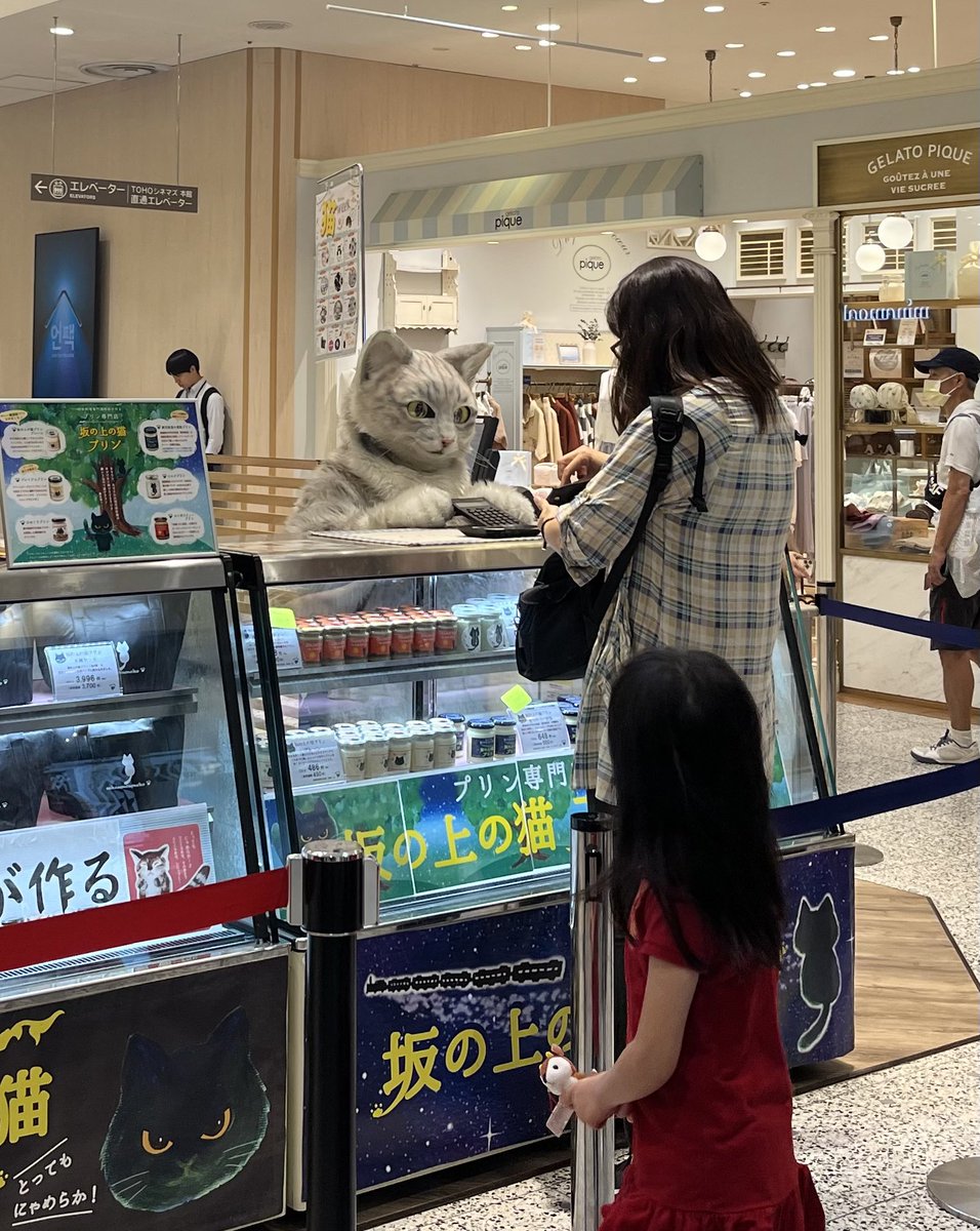 japonyagunluk's tweet photo. Kasiyerlik görevine yeni başlayan bir arkadaş #cat #japan https://t.co/hoPPFYQdCZ