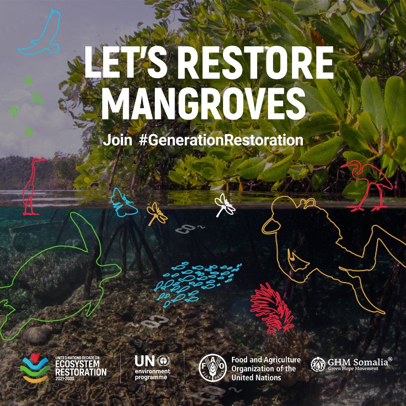 🌊🌿 #RestoreMangroves in Hurdia and Hafun! 🌿 Mangroves🌱are the lifeline of our marine ecosystems, offering protection, biodiversity, and combating climate change. We are initiating a local campaign in Planting 1000 mangroves in this summer to join forces to the global efforts.