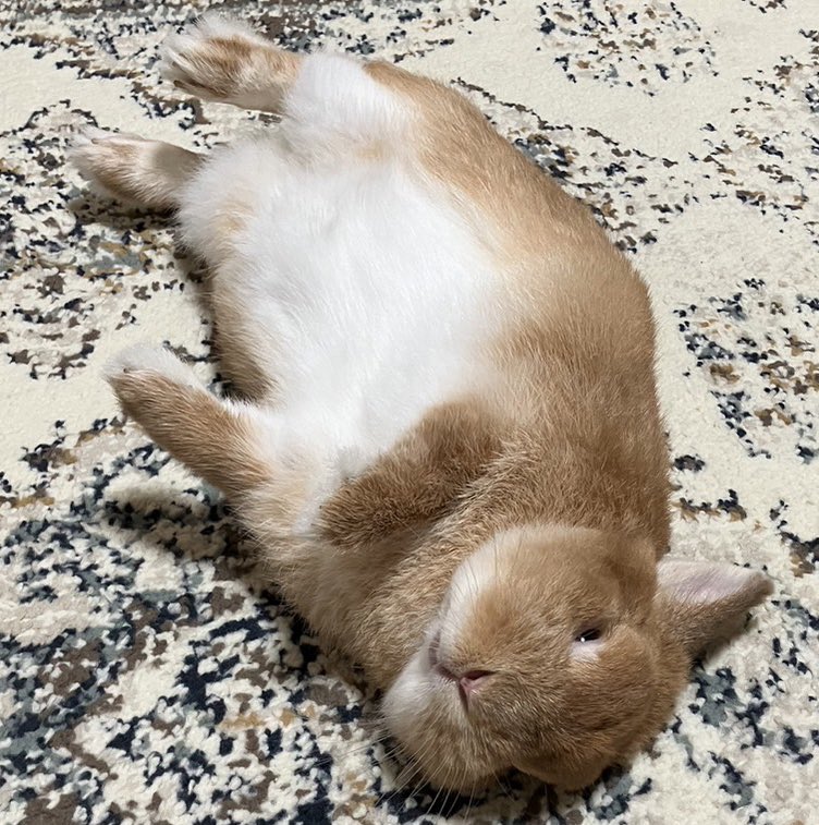 marronroom's tweet photo. お仕事お疲れ様
一緒にゴロゴロしようや🐰 https://t.co/cV2h9NZDGp
