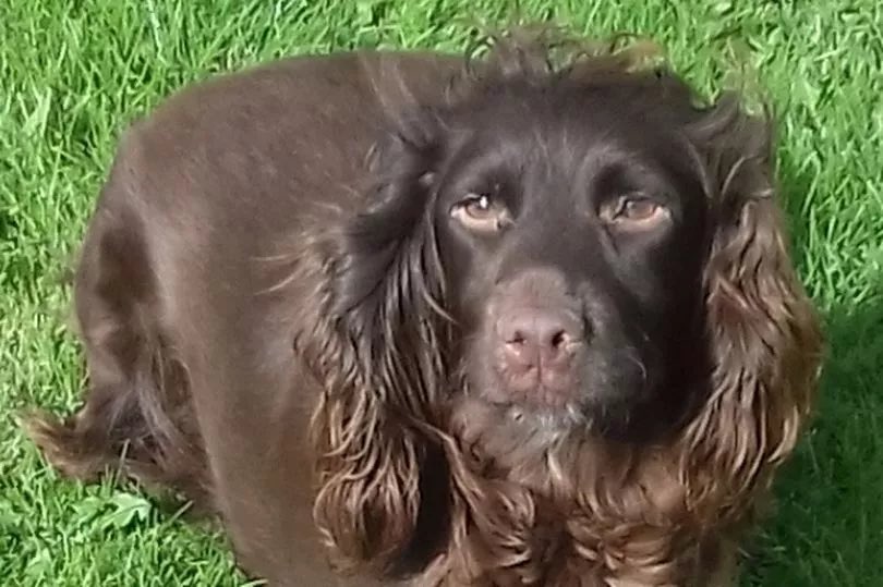 Stolen&Missing Pets tweet media