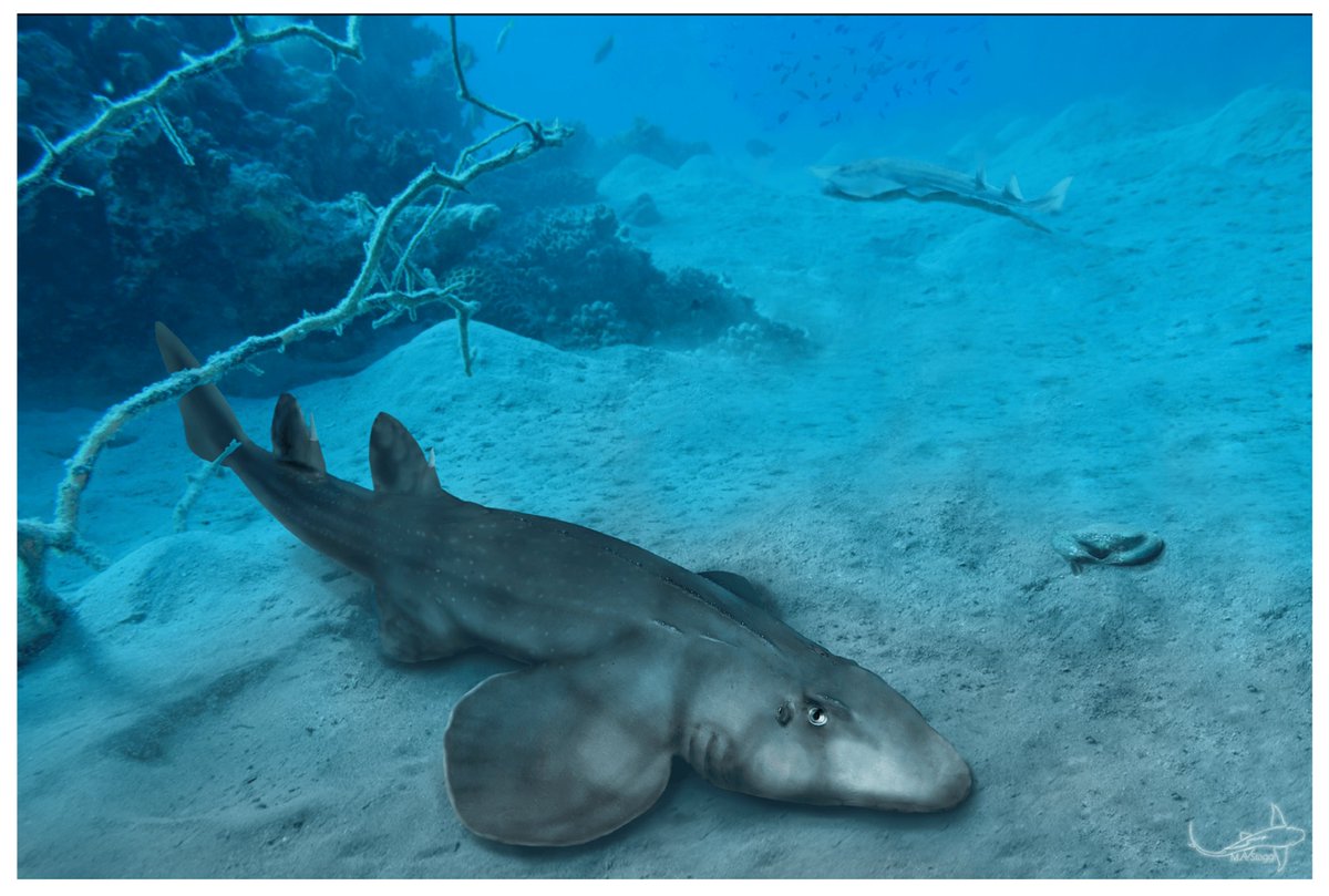 🦈 We are seeking a University-Assistant (Postdoc) with focus on palaeoichthyology to strengthen our team at the dept. of Palaeontology <a href="/univienna/">Universität Wien</a>: shorturl.at/sEFIO 🦈

Please RT and also forward this information to potential candidates!

#postdocposition