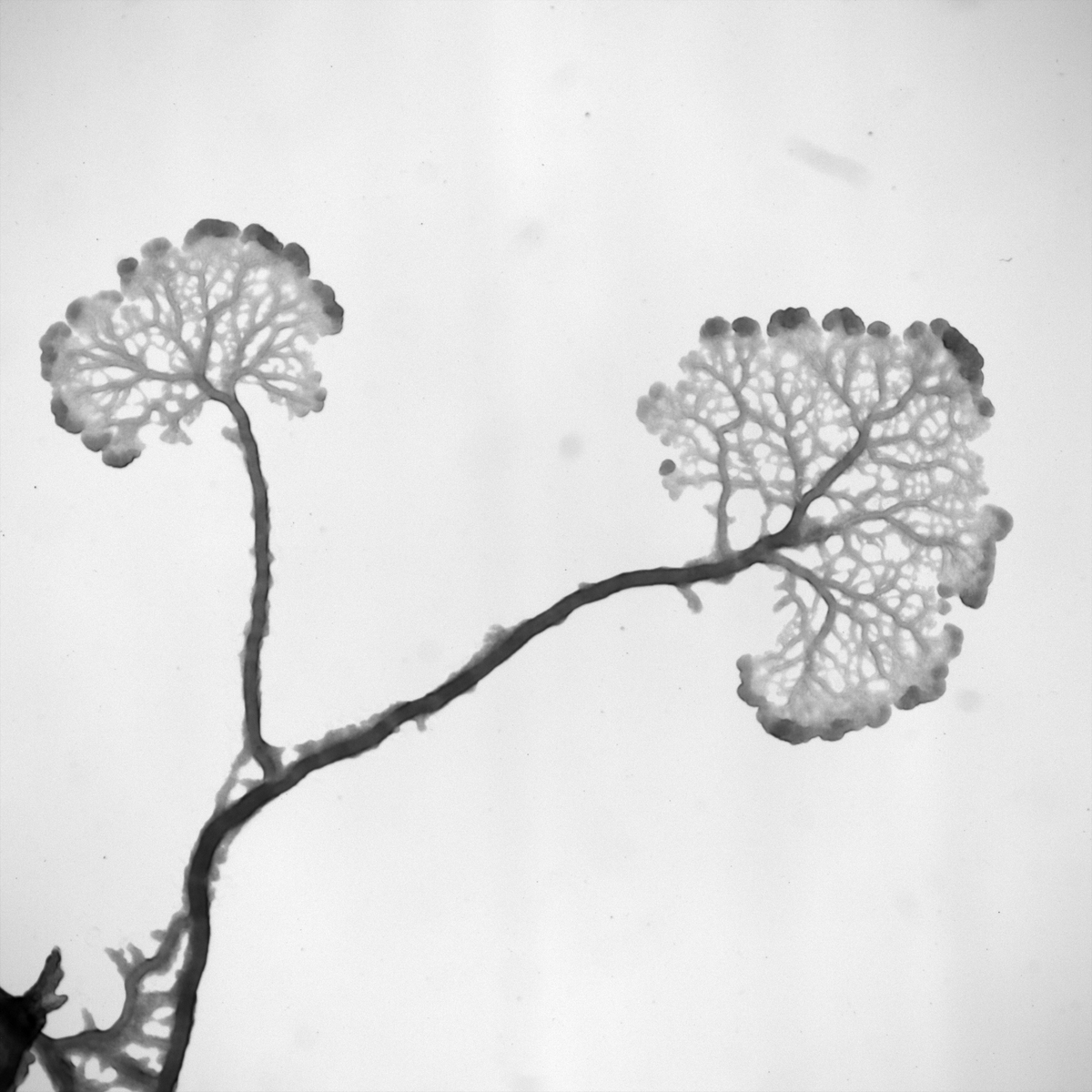 karen_alim's tweet photo. Fully funded #PhD position in Biological Physics @TU_Munich. Uncover how flows transport and process information to solve complex tasks working with Physarum or synthetic flow networks. #PhDposition #academichobs https://t.co/wTnoBLpvRT https://t.co/eij21mV79d