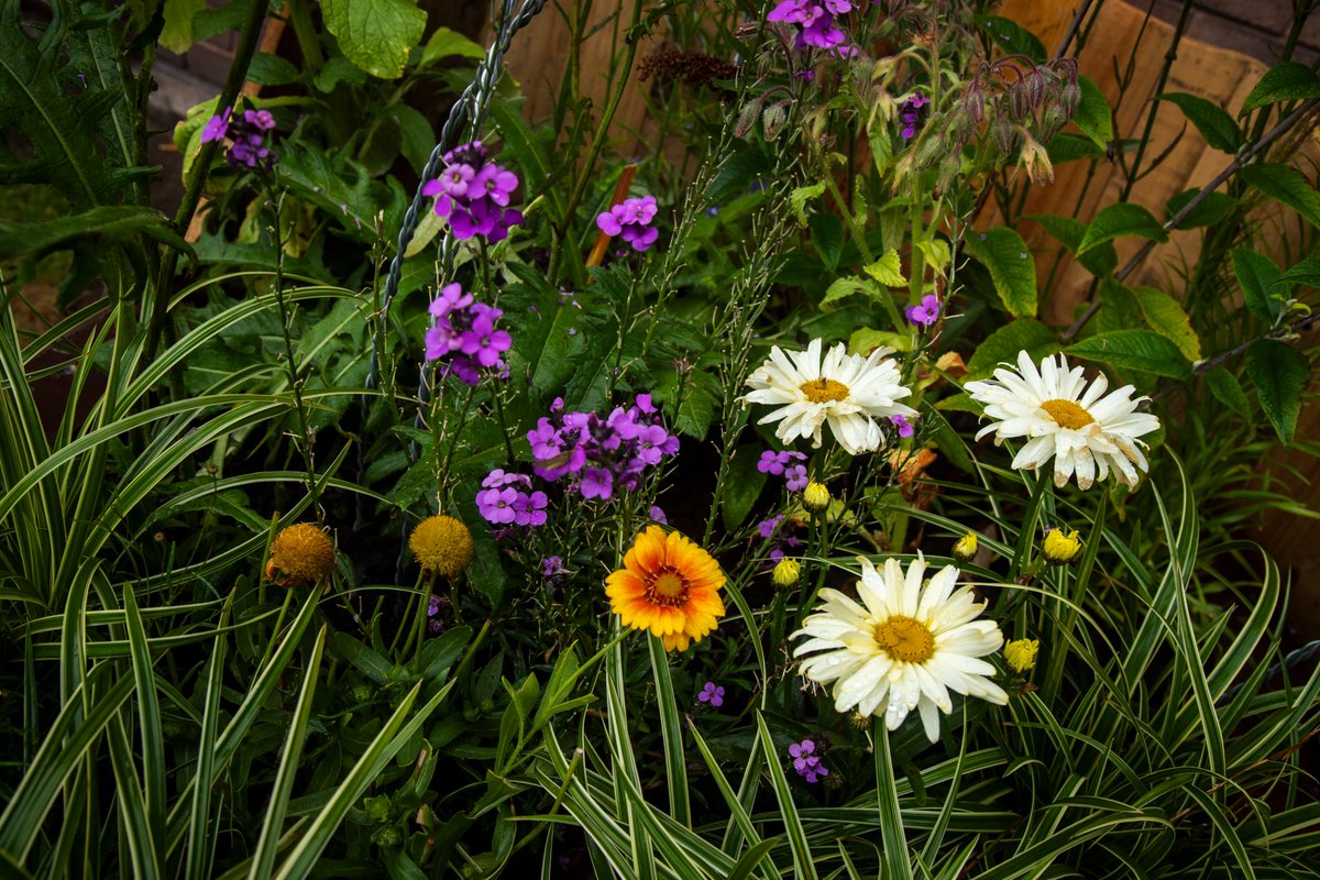 We have two free, drop-in workshops to get involved in at #BuzzStop next week!🦋 

Tues 1st August 10:30am-3pm - Plant Tour with <a href="/hortulani/">hortulani</a> 🪴
Thurs 3rd August 10am-3pm - compost &amp; recycling with Crick Gardens CIC🐛

For more information visit our website 
wearespectra.co.uk/productions/bu…