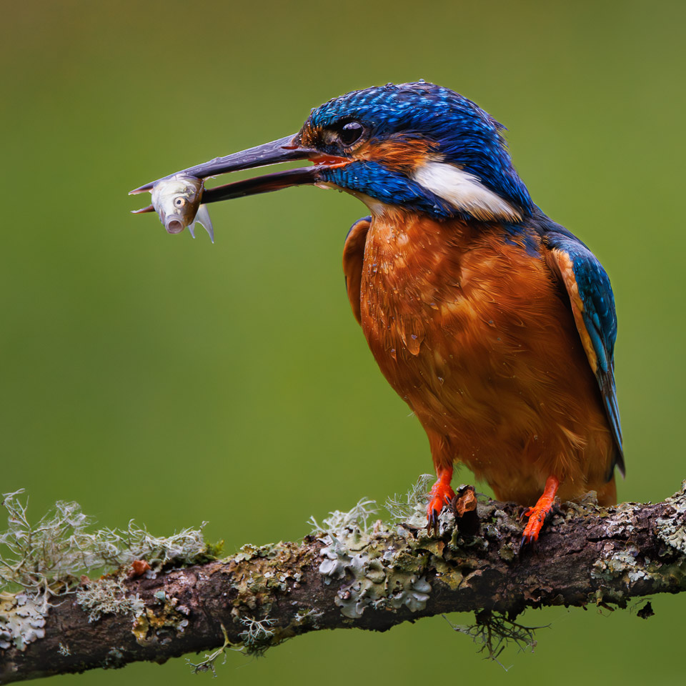 ChrisBournPhoto's tweet photo. 𝙏𝒂𝙞𝒍𝙨 𝙛𝒓𝙤𝒎 𝒕𝙝𝒆 𝑹𝙞𝒗𝙚𝒓𝙗𝒂𝙣𝒌
A male Kingfisher and one of the most beautiful birds I have ever been fortunate enough to photograph.
#kingfisher #kingfishers
#birdsofInstagram #nature_brilliance #your_best_birds #bestbirdshots #wildbird # https://t.co/1EAc1vsAda