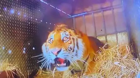 DephaseuR's tweet photo. Je rajouterais à ce thread le mot :

11) Chokbar 
État très important de choc à la limite du traumatisme.

Ici, la photo d’un tigre complètement chokbar https://t.co/Bnoz8jlFsf