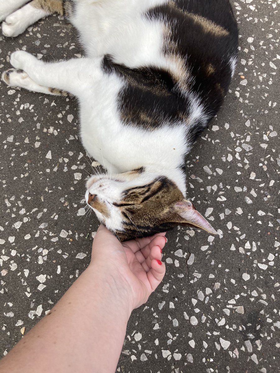 After working <a href="/NorwichSchool/">Norwich School</a> since Easter I’ve finally met <a href="/BudgeofNorwich/">BudgeofNorwich</a> He’s a lovely boy 😻