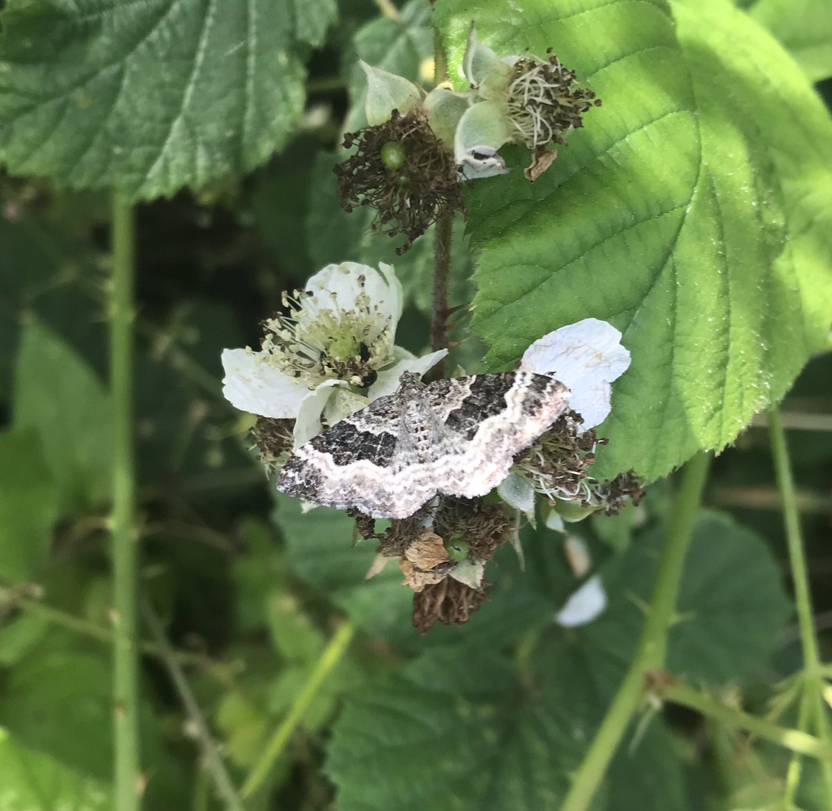jennywrendraws's tweet photo. Im pretty damned useless at Moth ID, but having looked in an actual book with pages, I’m going to have a punt at Wood Carpet😬??? Whatever it is it was a beautiful little thing. #moth #mothidentification @MOTHIDUK https://t.co/wNPAnK2LEx