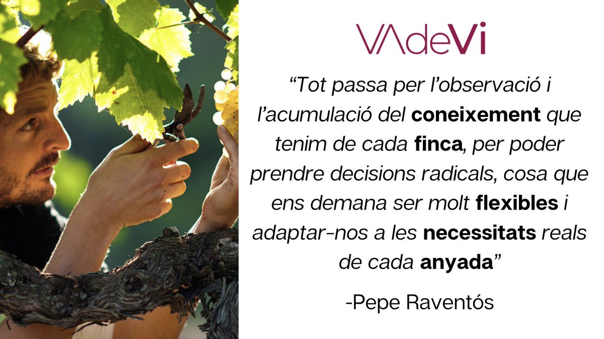 RaventosiBlanc's tweet photo. [PREMSA🗞️] VA DE VI

Pepe Raventós reflexiona a @vadevi sobre els efectes de la sequera a la #vinya i quines mesures hem pres per minimitzar-les

"El factor #anyada és important i la #pluviometria un dels seus trets, no volem estandaritzar la producció”
👇
https://t.co/MBEEFZwYez https://t.co/KUOOQDrVio