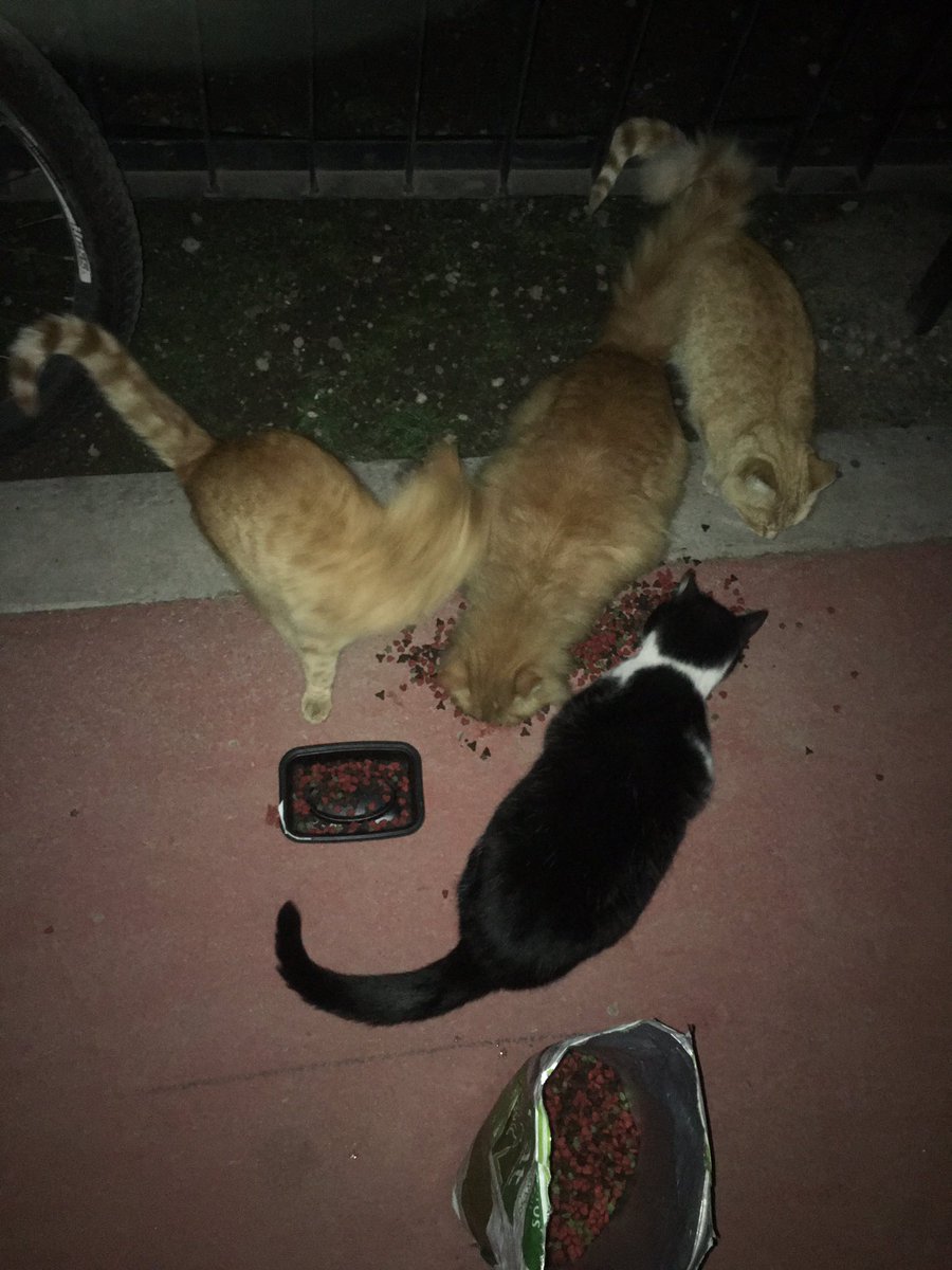PatssyPatt_'s tweet photo. Anoche se hizo ruta..
Y se dejo lo último que quedaba de alimento gato!!

10k de alimento salen $26.000 pesos…

QUIEN PUEDA AYUDAR ME AVISA, MUCHAS GRACIAS 🫶🏻 https://t.co/FVZhzoFd7b