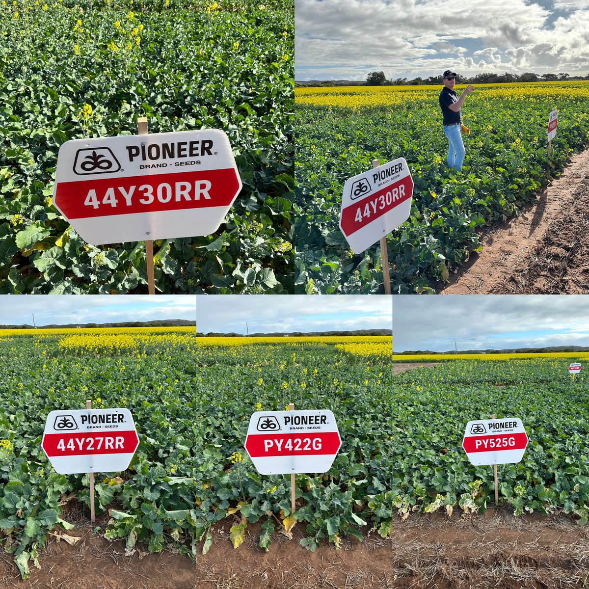 Checking out <a href="/pioneerseedsau/">Pioneer Seeds - Australia</a> new #OptimumGly 🙌