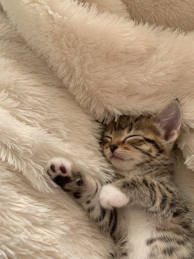 WeAssessCats's tweet photo. https://t.co/y5eVoyB2is