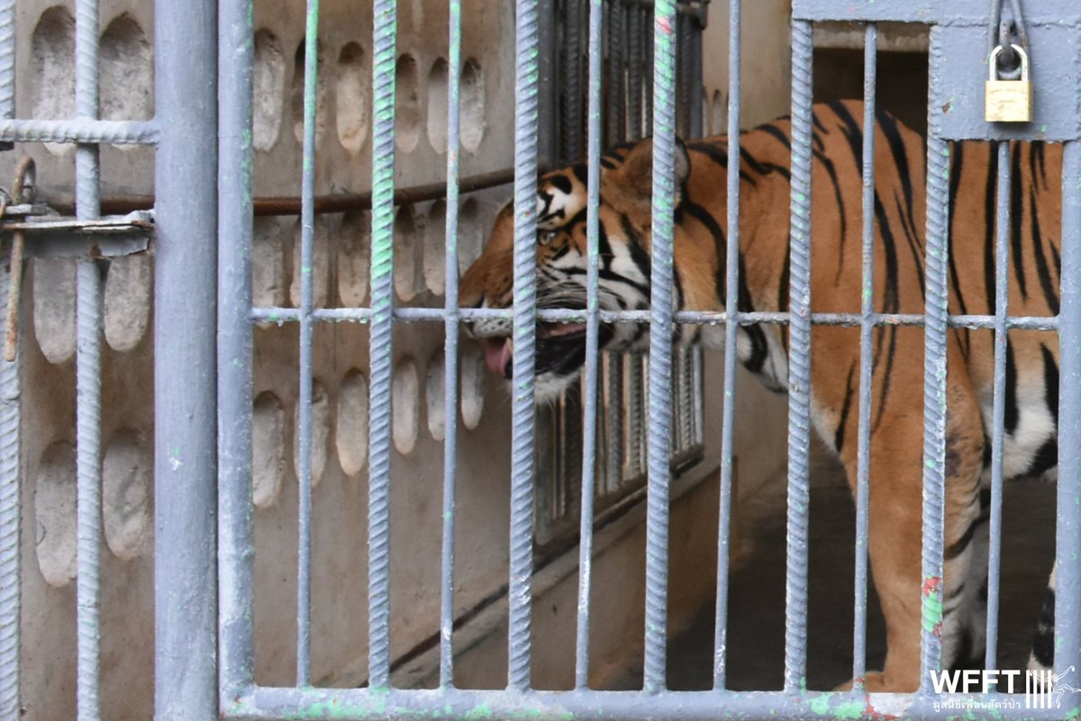 If you hate #tiger petting &amp; seeing tigers in inhumane conditions, please give to save a tiger. With #GlobalTigerDay tomorrow, it would be incredible to raise the funds (approx 7k Euros) to save a tiger by the end of the week. We can't do it without you. wfft.org/urgent-tiger-a…